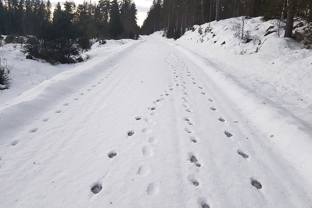Foto fra sporing i Juvbergsreviret 15.1.2022. Bildet viser spor etter tre ulver. I tillegg er det også med et jervespor og revespor på bildet. Foto: Erling Maartmann Høgskolen i Innlandet (INN)